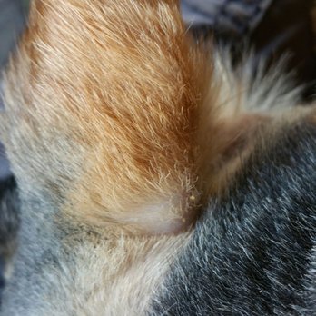 Unleashed - Bear skin, staircase cuts in some areas - Pet Groomers Near Me - Cayucos, California