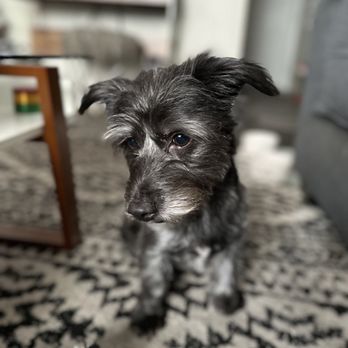 Finding A Best Friend Rescue - King - Pet Adoption Near Me Finding A Best Friend Rescue - King - Pet Adoption Near Me