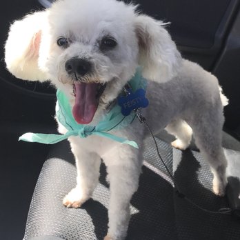 K Pet Grooming - Pet Groomers Near Me - Simi Valley, California K Pet Grooming - Pet Groomers Near Me - Simi Valley, California