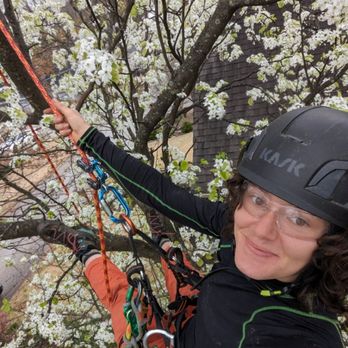 Tree City Tree Care - If you keep up with Bradford pears they can be beautiful trees - Tree Services Near Me Tree City Tree Care - If you keep up with Bradford pears they can be beautiful trees - Tree Services Near Me