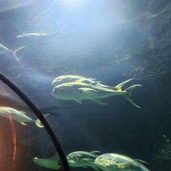 Aquarium Pyramid - Aquariums Near Me - Galveston, Texas Aquarium Pyramid - Aquariums Near Me - Galveston, Texas