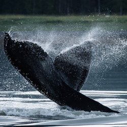 Seaman's Ecotour Adventures - Humpback whales ... an occassional great in Kachemak Bay