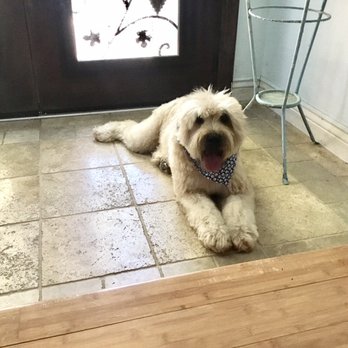 Sunny Paws Plus - My dog. - Pet Groomers Near Me - Carmichael, California Sunny Paws Plus - My dog. - Pet Groomers Near Me - Carmichael, California