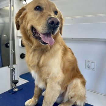Ray’s Mobile Dog Grooming - Pet Groomers Near Me - Sylmar, California Ray’s Mobile Dog Grooming - Pet Groomers Near Me - Sylmar, California