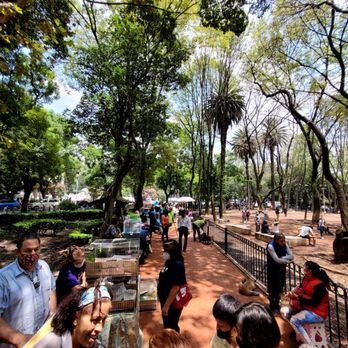 Parque Mexico - Parks Near Me - Ciudad de México, DIF