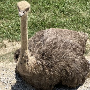 The Wilds - Ostrich - Parks Near Me - Cumberland, Ohio The Wilds - Ostrich - Parks Near Me - Cumberland, Ohio