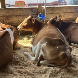 Windsor Fair