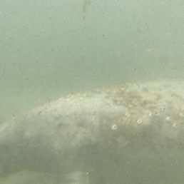 A manatee swimming by A manatee swimming by