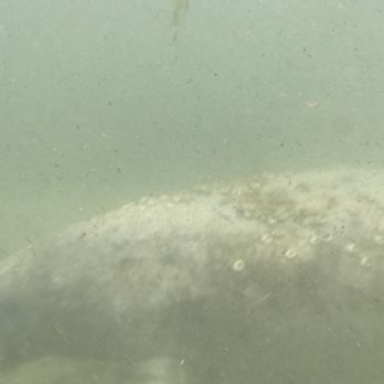 Explorida - A manatee swimming by - Snorkeling Near Me - Crystal River, Florida Explorida - A manatee swimming by - Snorkeling Near Me - Crystal River, Florida