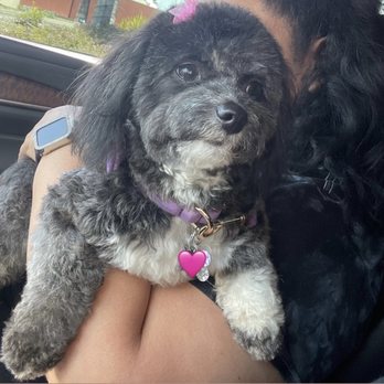 Cali Pets - Pet Groomers Near Me - San Marcos, California Cali Pets - Pet Groomers Near Me - San Marcos, California