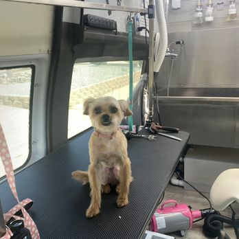 Barking Paws Dog Spa - Pet Groomers Near Me Barking Paws Dog Spa - Pet Groomers Near Me