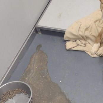 Lehigh Valley Humane Society - Brown stuff is diarrhea and there is a dog there. - Animal Shelters Near Me - Allentown, Pennsylvania Lehigh Valley Humane Society - Brown stuff is diarrhea and there is a dog there. - Animal Shelters Near Me - Allentown, Pennsylvania