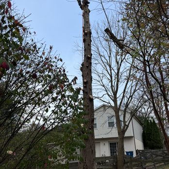 DIAZ TREE SERVICES - Tree Services Near Me - Stafford, Virginia DIAZ TREE SERVICES - Tree Services Near Me - Stafford, Virginia