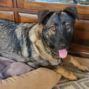 IQ K9 Training - Pet Training Near Me - Valley Center, California