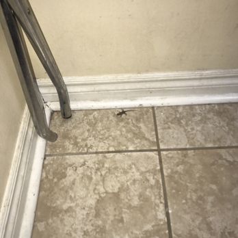 Motel 6 - Baby lizard in bathroom wow - Hotels Near Me - Claremont, California Motel 6 - Baby lizard in bathroom wow - Hotels Near Me - Claremont, California