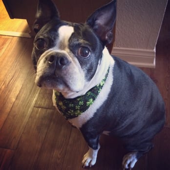 Happy Tails 2 You - Pet Sitting Near Me Happy Tails 2 You - Pet Sitting Near Me