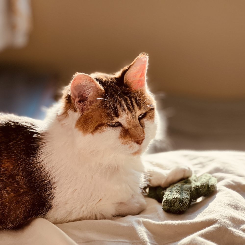 Angie's Mobile Pet Styling Image