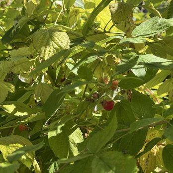Snow-Line Orchard - Fruits & Veggies Near Me - Oak Glen, California Snow-Line Orchard - Fruits & Veggies Near Me - Oak Glen, California
