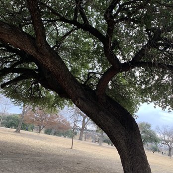 Trinity Park - My fave old trees - Parks Near Me - Fort Worth, Texas