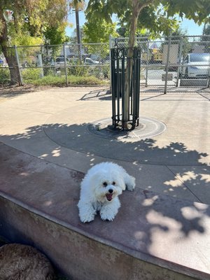 Reed Street Dog Park by null