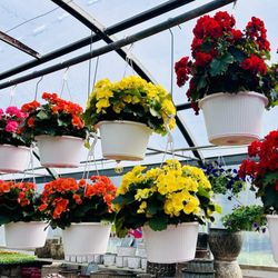 Sunny Garden Greenhouses - More hanging baskets