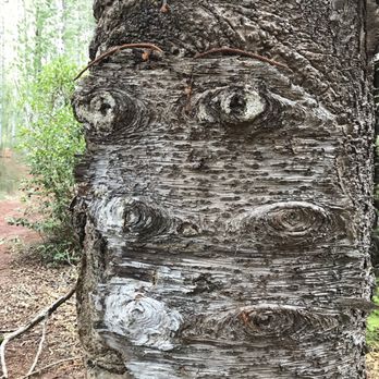 Waʻahila Ridge State Recreation Area - Tree with a face O_O - Hiking Near Me - Honolulu, Hawaii Waʻahila Ridge State Recreation Area - Tree with a face O_O - Hiking Near Me - Honolulu, Hawaii