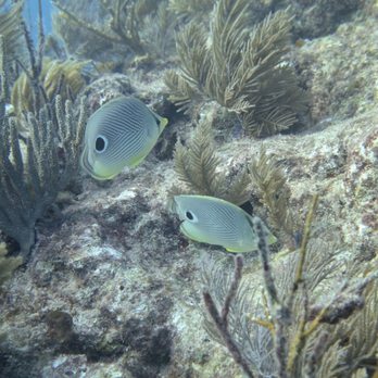 Sail Fish Scuba - Scuba Diving Near Me - Key Largo, Florida