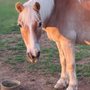 Photo of Equestrian Dynamics