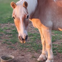 Equestrian Dynamics