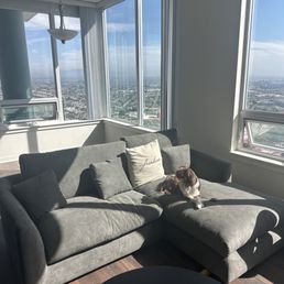 Puppy sitting on Feathers Sectional 88" facing right in grey color