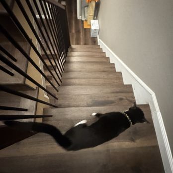 Cal Coast Flooring - Staircase and Cat - Flooring Near Me - Lomita, California Cal Coast Flooring - Staircase and Cat - Flooring Near Me - Lomita, California