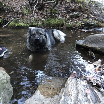 Hanging Rock State Park - Kiska cooling down in the stream - Parks Near Me - Westfield, North Carolina Hanging Rock State Park - Kiska cooling down in the stream - Parks Near Me - Westfield, North Carolina