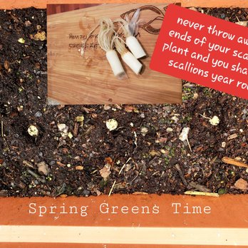 Sawmill Lakes - Remember folks.. onions/garlic/romaine/celery/ potatoes to name a few are all so easy to regrow.. SAVE $$ #yelpjax - Condominiums Near Me - Ponte Vedra Beach, Florida Sawmill Lakes - Remember folks.. onions/garlic/romaine/celery/ potatoes to name a few are all so easy to regrow.. SAVE $$ #yelpjax - Condominiums Near Me - Ponte Vedra Beach, Florida