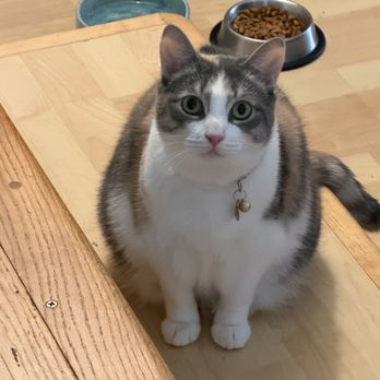 Town Cats - Cat sitting fatly - Animal Shelters Near Me Town Cats - Cat sitting fatly - Animal Shelters Near Me