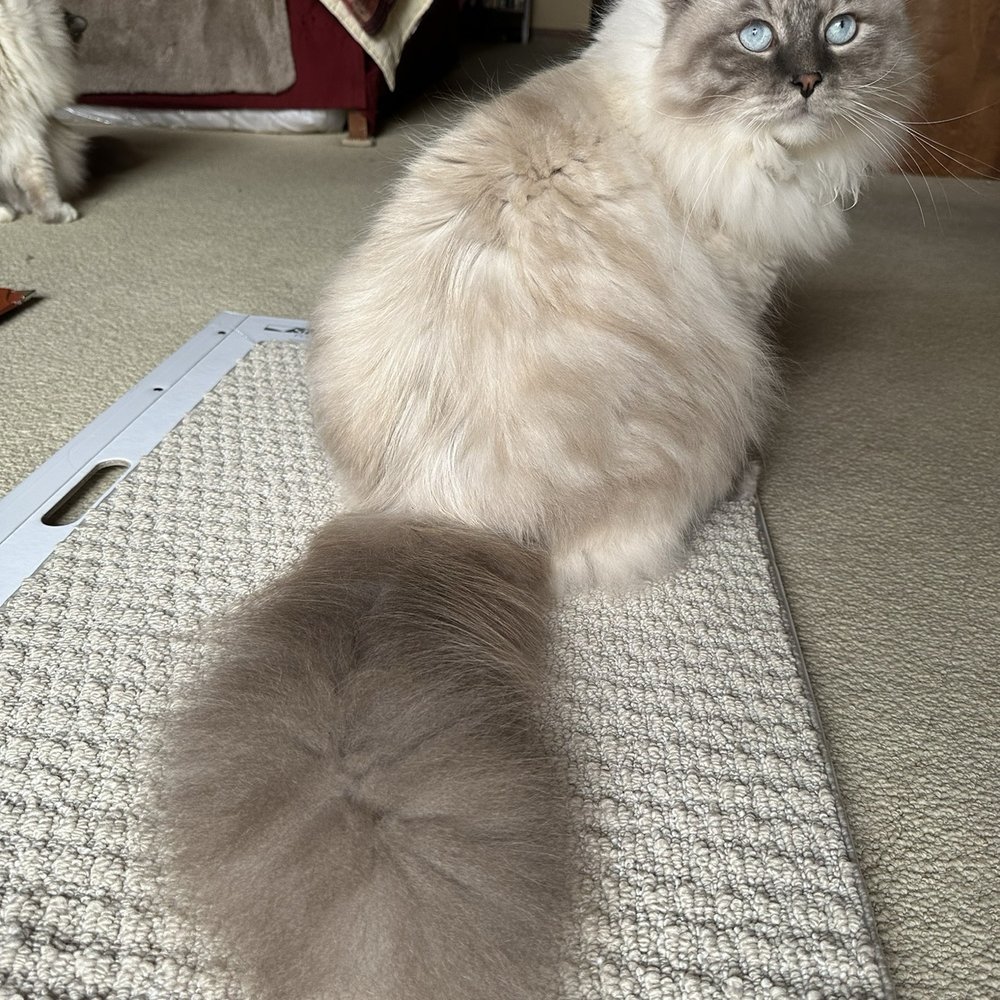 SweetPaw Cattery - Nikita. My Siberian Neva Mascarade - Pet Breeders Near Me SweetPaw Cattery - Nikita. My Siberian Neva Mascarade - Pet Breeders Near Me