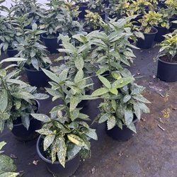 Phillips Nursery