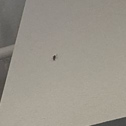 Cockroach tryna catch someone lacking