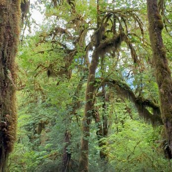 Hoh Rainforest - Rees's Roots - Hall Of Mosses Trail - Hoh Rain Forest - Olympic National Park Washington - Hiking Near Me - Forks, Washington