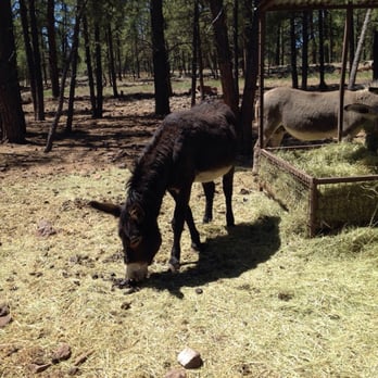 Bearizona - Donkeys when you first pull through - Zoos Near Me - Williams, Arizona Bearizona - Donkeys when you first pull through - Zoos Near Me - Williams, Arizona