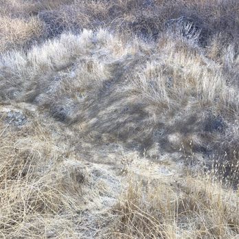 Palisades Park - Some type of large animals rolling around in the grass. Probably a bear or some coyotes. - Hiking Near Me Palisades Park - Some type of large animals rolling around in the grass. Probably a bear or some coyotes. - Hiking Near Me