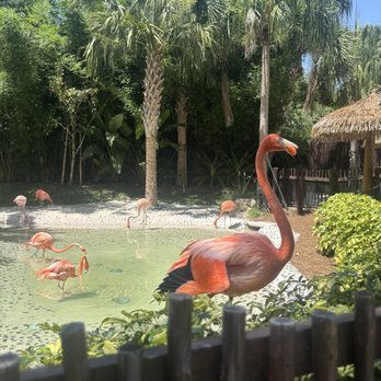 Discovery Cove - Amusement Parks Near Me - Orlando, Florida