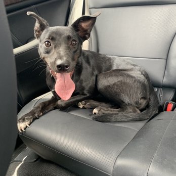 Karma Dog Training - Dog Walkers Near Me - Plano, Texas Karma Dog Training - Dog Walkers Near Me - Plano, Texas