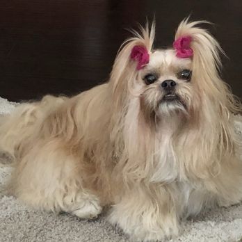 Grooming With Class - Groomed Dog - Pet Groomers Near Me - Santa Maria, California