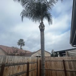 Cool Cats Junk Removal - Palm tree