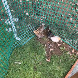 Ljc Feed-Pet & Farm Supply - Chicks man!
