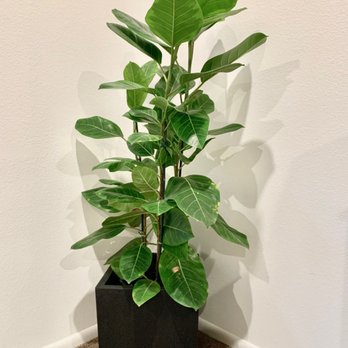 Kimberly's Indoor Plants - Ficus Altissima - Nurseries & Gardening Near Me - Rialto, California Kimberly's Indoor Plants - Ficus Altissima - Nurseries & Gardening Near Me - Rialto, California