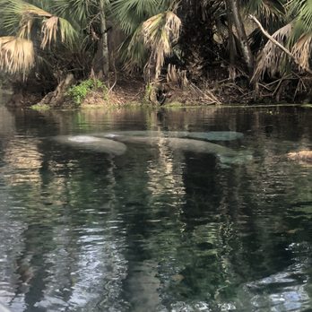 Silver Springs State Park - Manatees! - Tours Near Me - Silver Springs, Florida Silver Springs State Park - Manatees! - Tours Near Me - Silver Springs, Florida