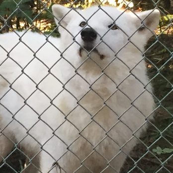 White Wolf Sanctuary - Wolf smelling our sents - Community Service/Non-Profit Near Me