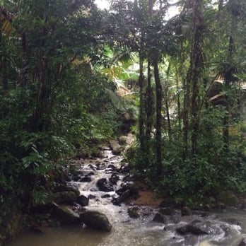 El Yunque Rainforest - Walking along Palo Colorado to La Mina Falls - Hiking Near Me - Luquillo, Puerto Rico