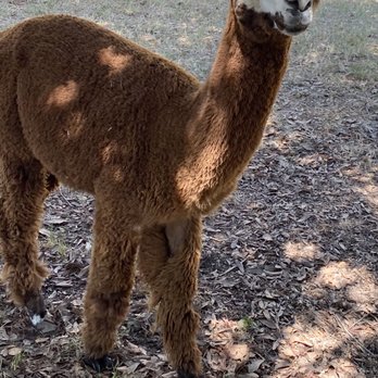 TX-Ture Farm - Attraction Farms Near Me - Aubrey, Texas
